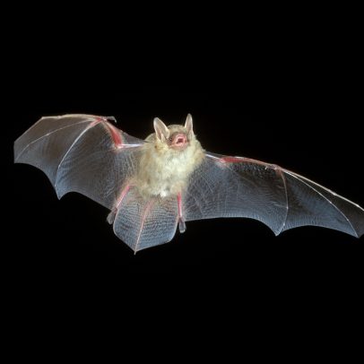 a tricolored bat in flight