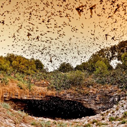 BCI's Bracken Cave Preserve, Jonathan Alonzo