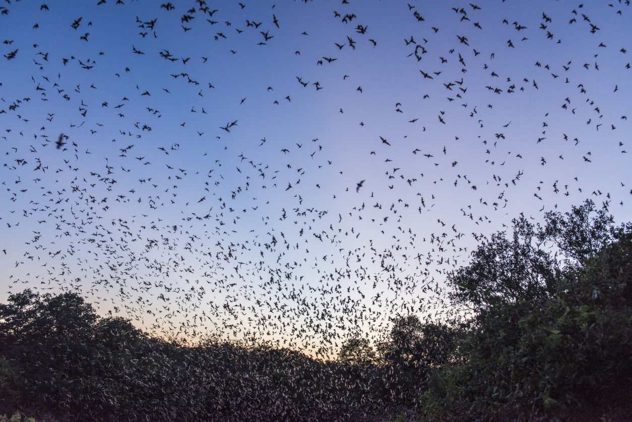 Bats flying at dusk