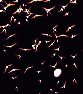 Bats and moon through infrared photography.