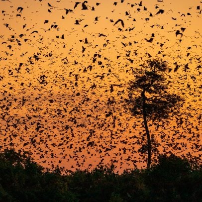 Bat viewing sites, international