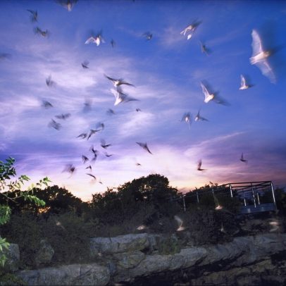 Devil's Sinkhole bat-viewing destination.