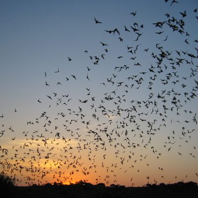 Bat Viewing Site. Frio Cave. Texas.