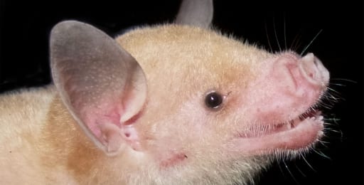 Close up of the Jamaican Flower Bat
