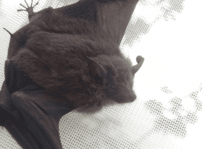 An Antioquian sac-winged bat perches in a net